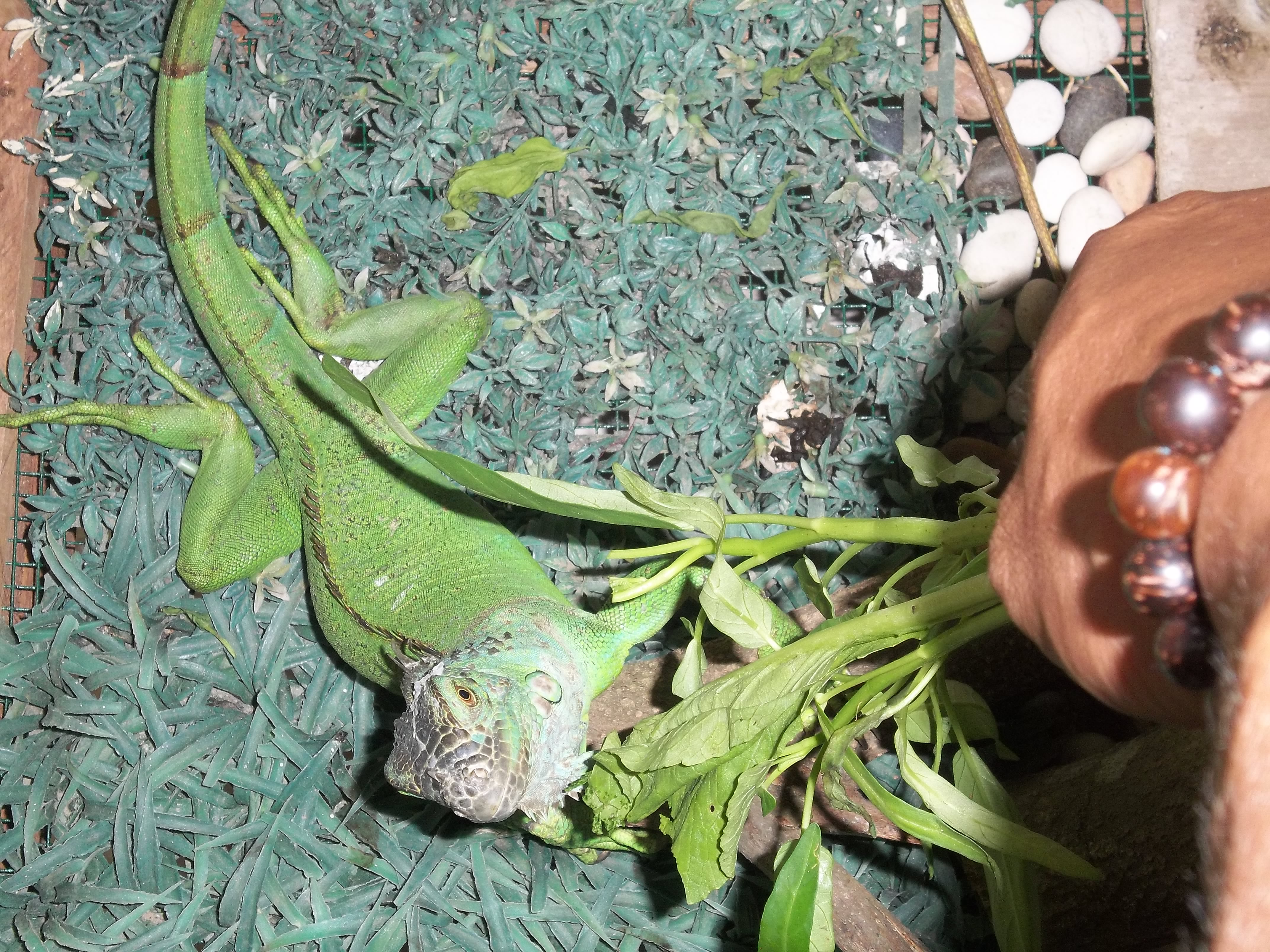 iguana hijau terbesar